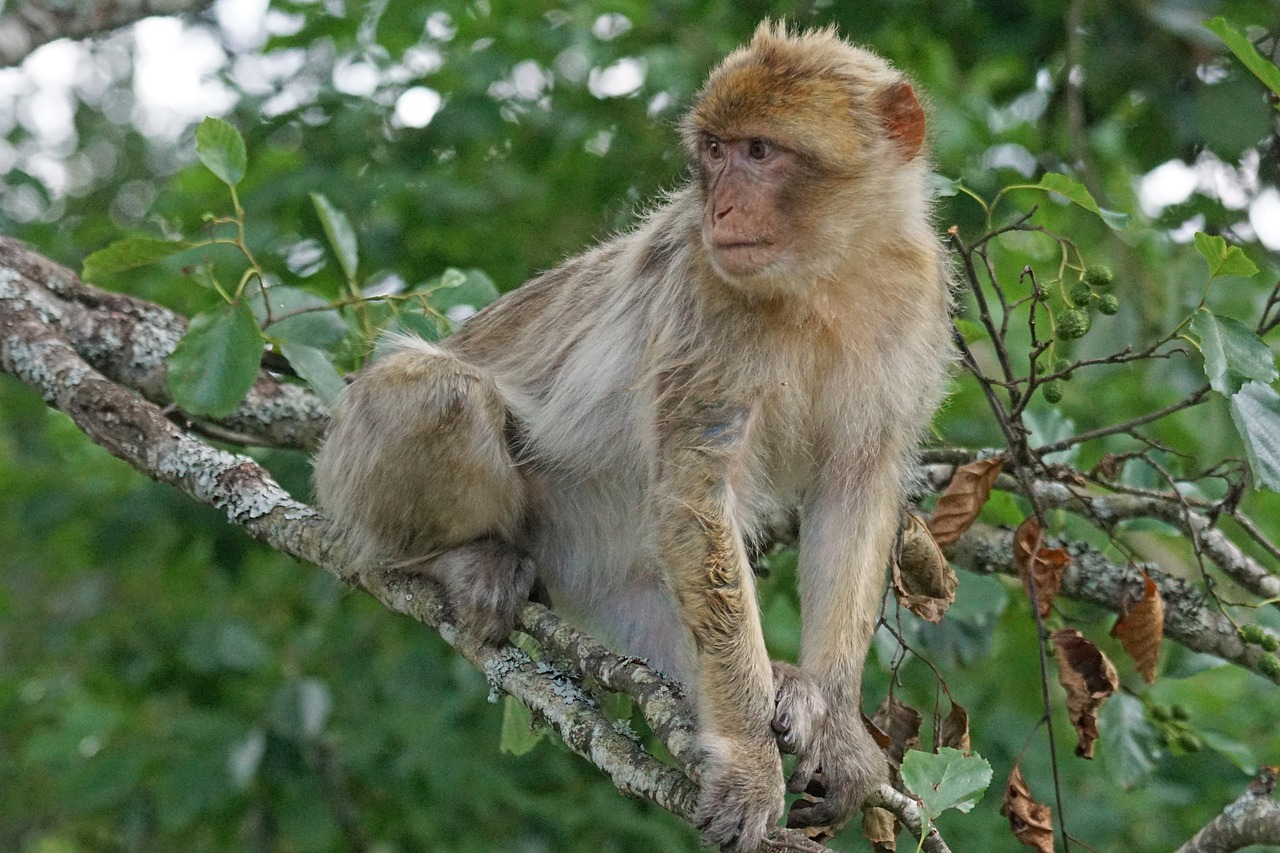 Barbary Ape, Senojo Pasaulio Beždžionė, Primatai, Pavia Patinka, Omnivore, Kalnai, Gibraltaras, Marokas, Algeria, Laukinės Gamtos Fotografija