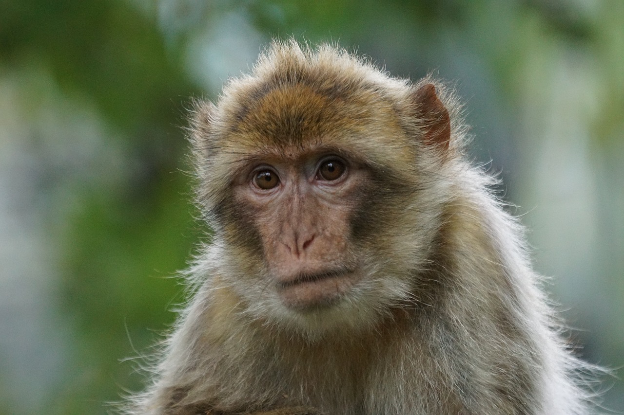 Barbary Ape, Senojo Pasaulio Beždžionė, Primatai, Pavia Patinka, Omnivore, Kalnai, Gibraltaras, Marokas, Algeria, Laukinės Gamtos Fotografija