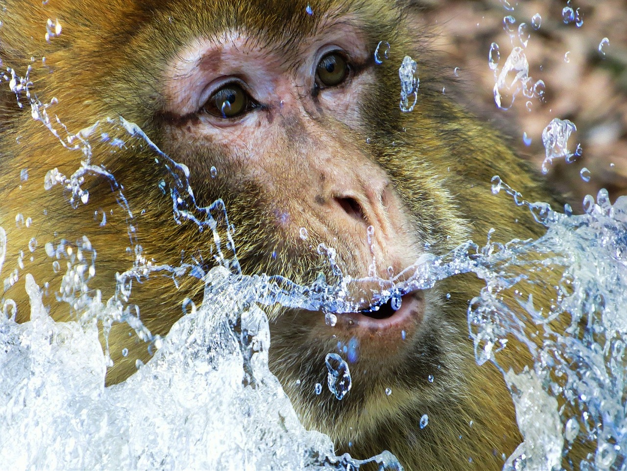 Barbary Ape, Beždžionė, Beždžionių Portretas, Beždžionė, Primatas, Gyvūnas, Gyvūnų Šūviai, Laukinės Gamtos Fotografija, Žinduolis, Vanduo