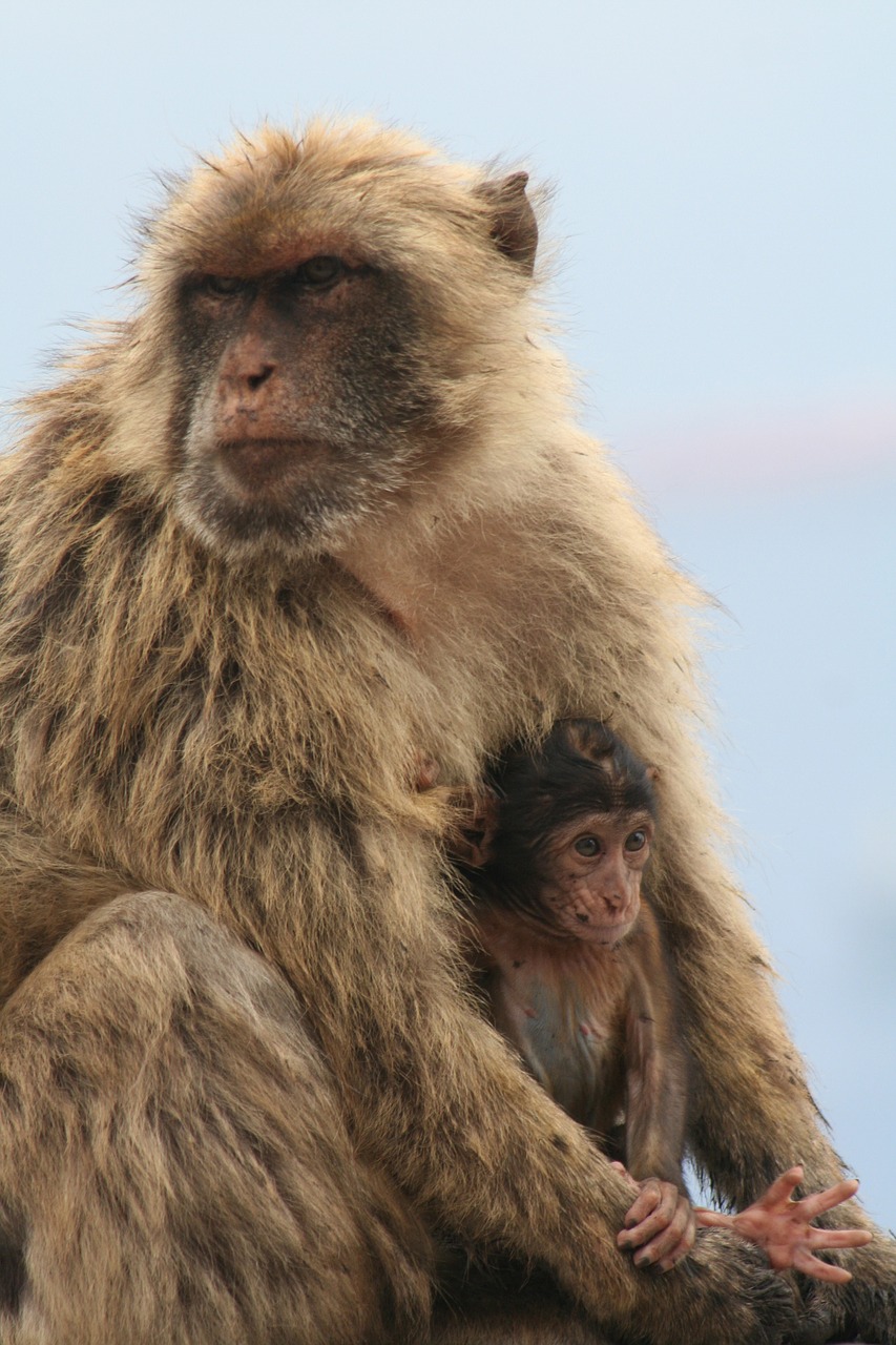 Barbary Ape, Gibraltaras, Beždžionė, Nemokamos Nuotraukos,  Nemokama Licenzija