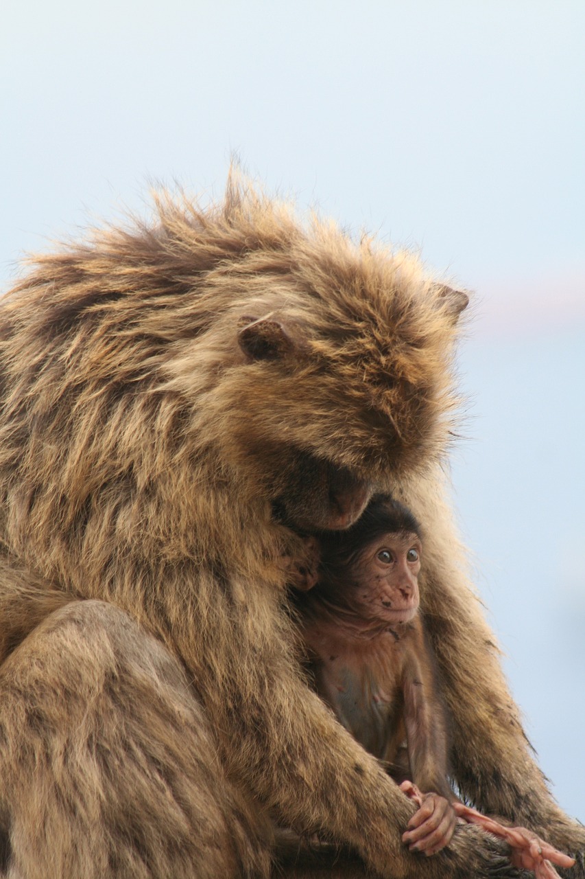 Barbary Ape, Gibraltaras, Beždžionė, Nemokamos Nuotraukos,  Nemokama Licenzija