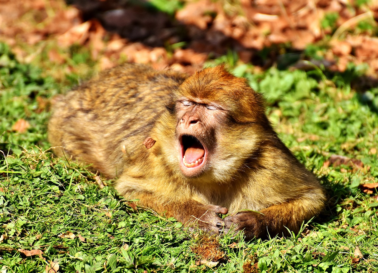 Barbary Ape, Žiovulys, Mielas, Nykstančios Rūšys, Beždžionių Kalnų Salemas, Gyvūnas, Laukinis Gyvūnas, Zoologijos Sodas, Nemokamos Nuotraukos,  Nemokama Licenzija