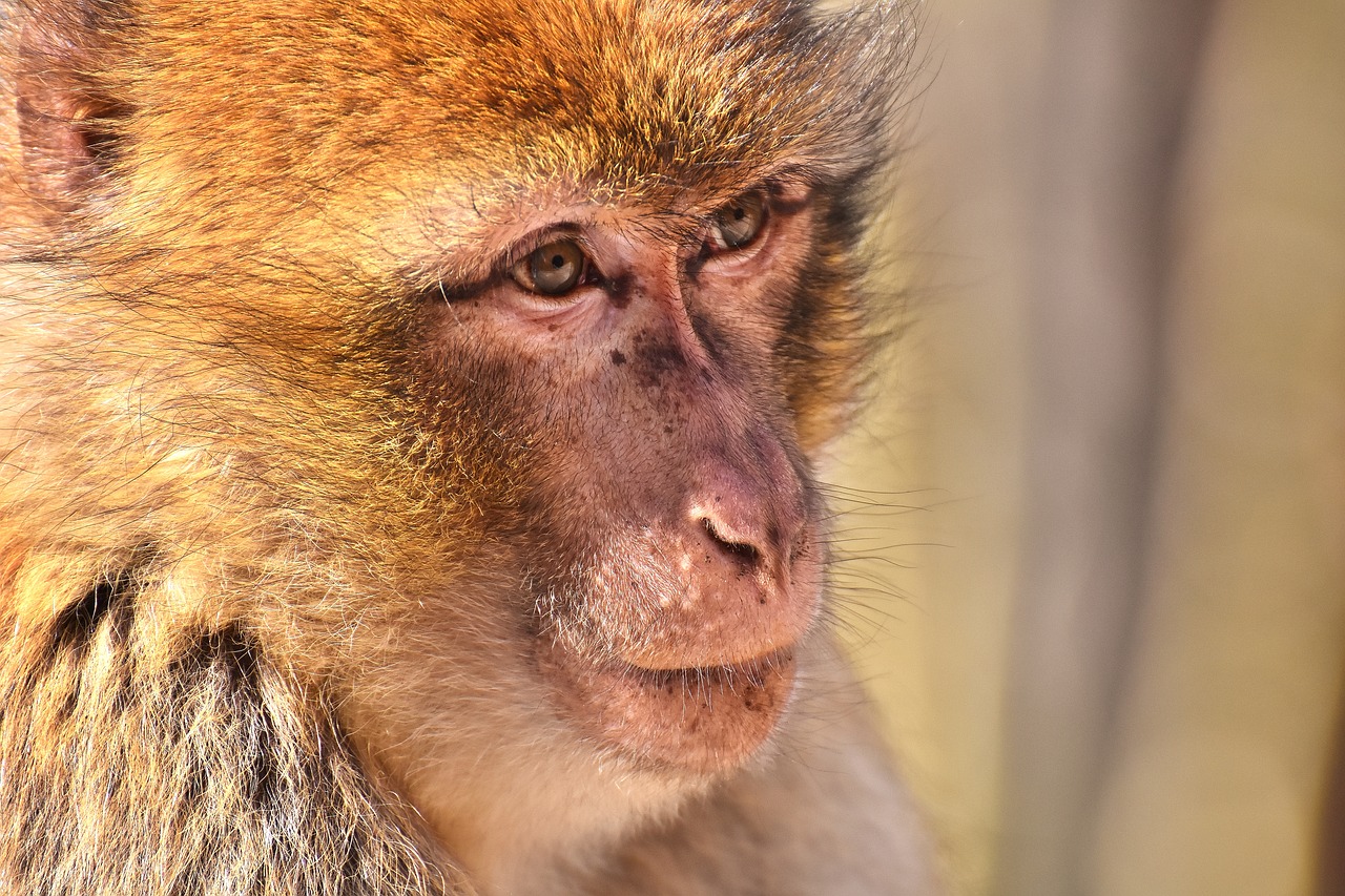 Barbary Ape, Nykstančios Rūšys, Portretas, Mielas, Beždžionių Kalnų Salemas, Gyvūnas, Laukinis Gyvūnas, Zoologijos Sodas, Nemokamos Nuotraukos,  Nemokama Licenzija