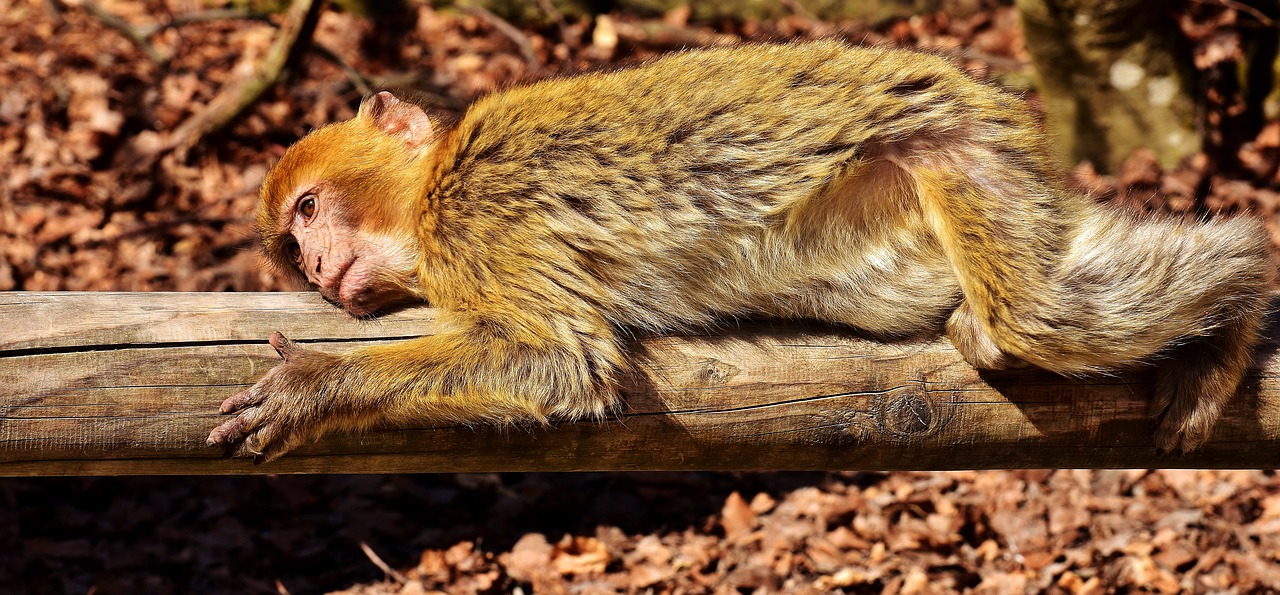 Barbary Ape, Gyvūnas, Affchen, Beždžionė, Beždžionių Portretas, Žinduoliai, Gamta, Zoologijos Sodas, Beždžionių Kalnas, Salem