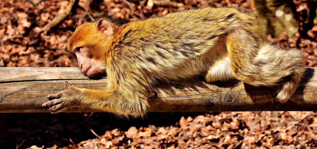 Barbary Ape, Melas, Poilsis, Mielas, Nykstančios Rūšys, Beždžionių Kalnų Salemas, Gyvūnas, Laukinis Gyvūnas, Zoologijos Sodas, Nemokamos Nuotraukos