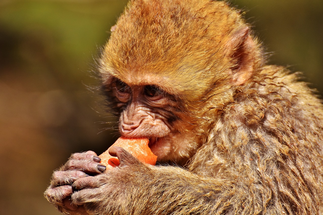 Barbary Ape, Valgyti, Morkos, Mielas, Nykstančios Rūšys, Beždžionių Kalnų Salemas, Gyvūnas, Laukinis Gyvūnas, Zoologijos Sodas, Nemokamos Nuotraukos