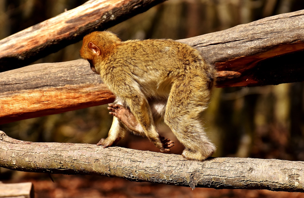 Barbary Ape, Žaisti, Mielas, Nykstančios Rūšys, Beždžionių Kalnų Salemas, Gyvūnas, Laukinis Gyvūnas, Zoologijos Sodas, Nemokamos Nuotraukos,  Nemokama Licenzija