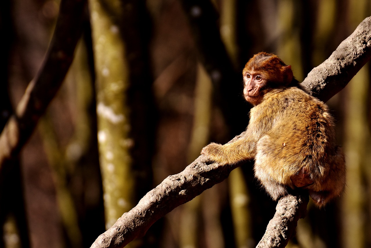 Barbary Ape, Žaisti, Mielas, Nykstančios Rūšys, Beždžionių Kalnų Salemas, Gyvūnas, Laukinis Gyvūnas, Zoologijos Sodas, Nemokamos Nuotraukos,  Nemokama Licenzija