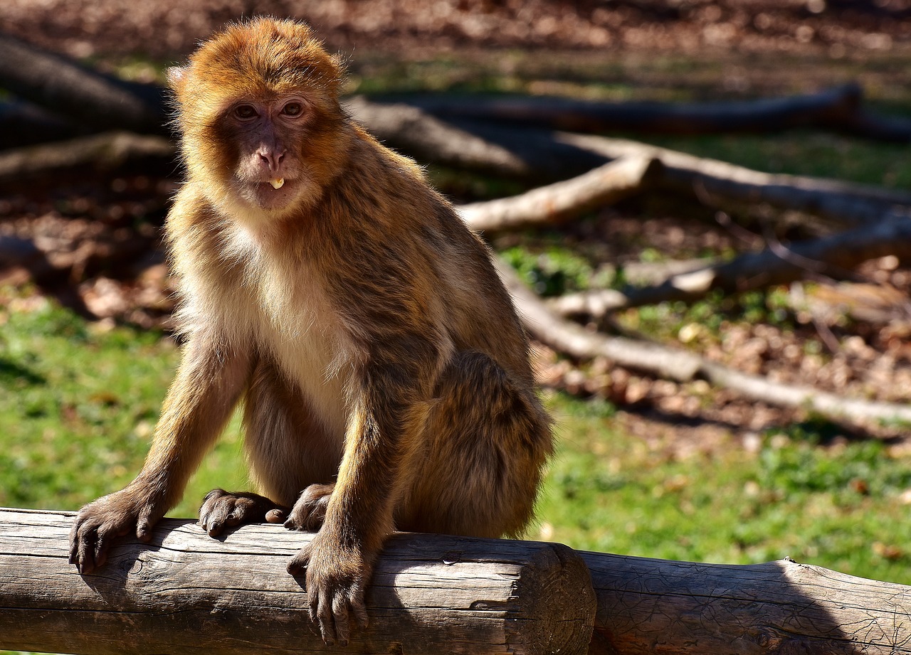 Barbary Ape, Valgyti, Maistas, Nykstančios Rūšys, Beždžionių Kalnų Salemas, Gyvūnas, Laukinis Gyvūnas, Zoologijos Sodas, Nemokamos Nuotraukos,  Nemokama Licenzija