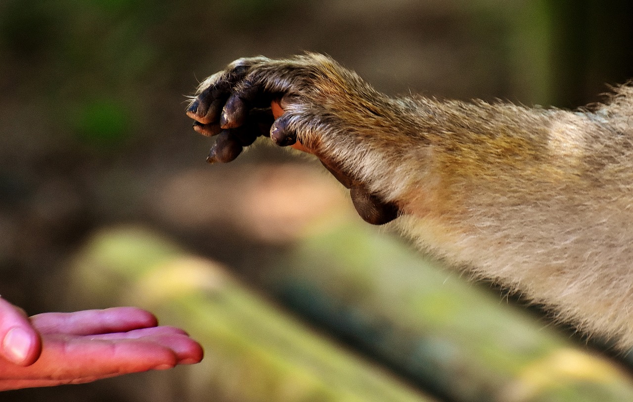 Barbary Ape, Nykstančios Rūšys, Maitinti, Beždžionių Kalnų Salemas, Gyvūnas, Laukinis Gyvūnas, Zoologijos Sodas, Nemokamos Nuotraukos,  Nemokama Licenzija