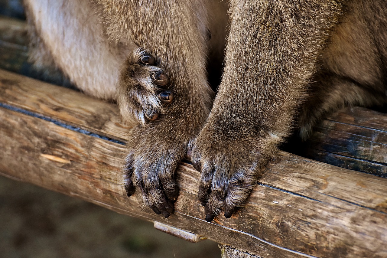 Barbary Ape, Rankos, Pėdos, Nykstančios Rūšys, Beždžionių Kalnų Salemas, Gyvūnas, Laukinis Gyvūnas, Zoologijos Sodas, Nemokamos Nuotraukos,  Nemokama Licenzija