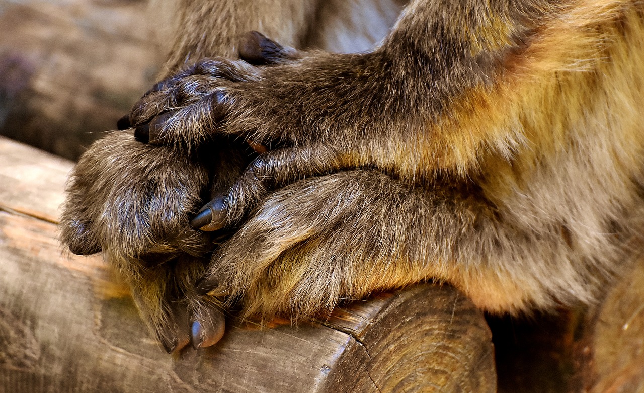 Barbary Ape, Ranka, Pėdos, Nykstančios Rūšys, Beždžionių Kalnų Salemas, Gyvūnas, Laukinis Gyvūnas, Zoologijos Sodas, Nemokamos Nuotraukos,  Nemokama Licenzija