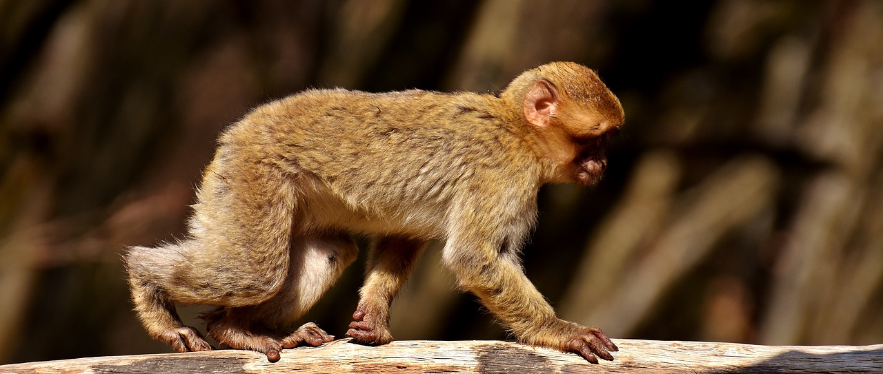 Barbary Ape, Nykstančios Rūšys, Beždžionių Kalnų Salemas, Gyvūnas, Laukinis Gyvūnas, Zoologijos Sodas, Nemokamos Nuotraukos,  Nemokama Licenzija