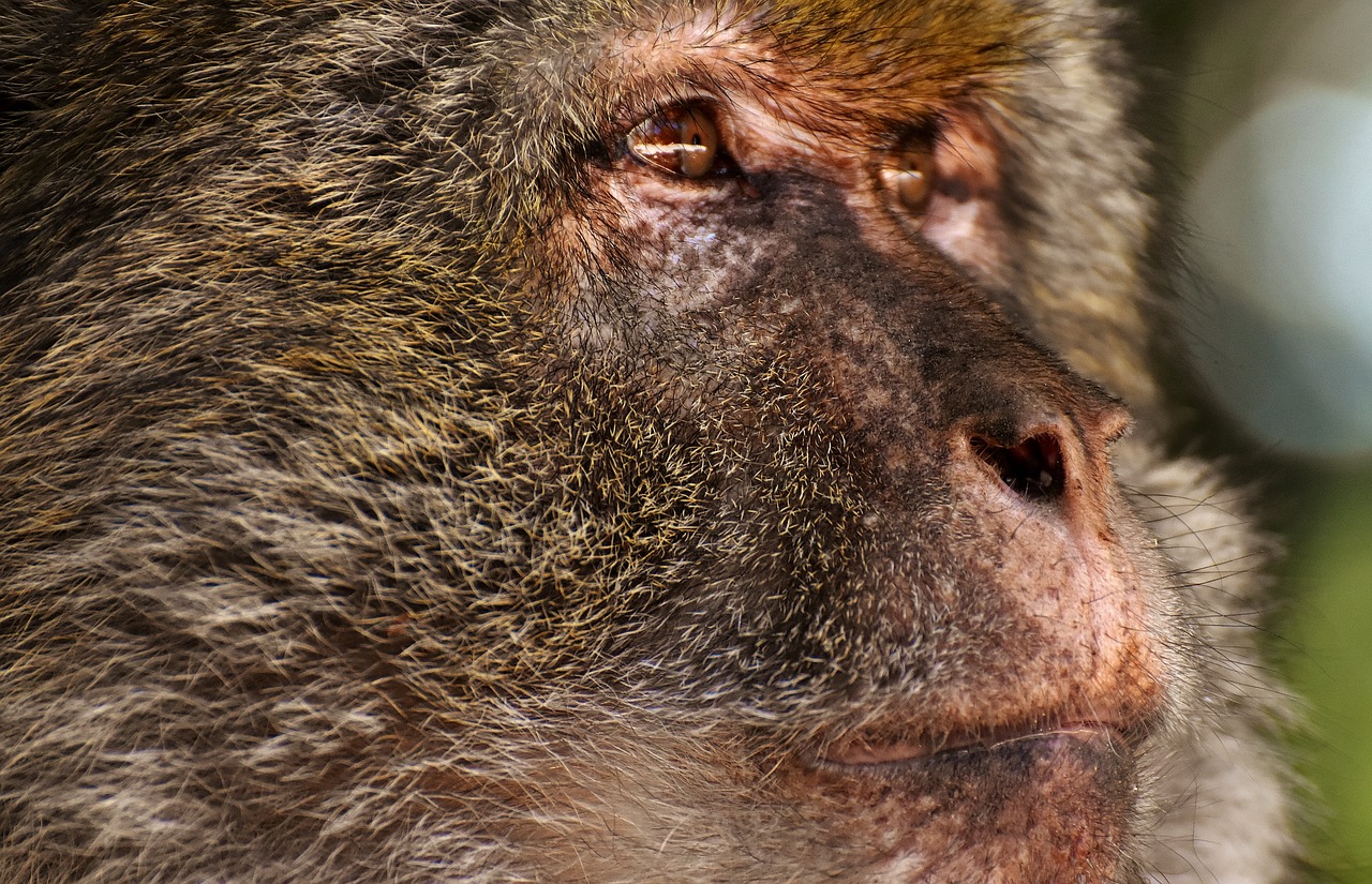 Barbary Ape, Nykstančios Rūšys, Beždžionių Kalnų Salemas, Gyvūnas, Laukinis Gyvūnas, Zoologijos Sodas, Nemokamos Nuotraukos,  Nemokama Licenzija