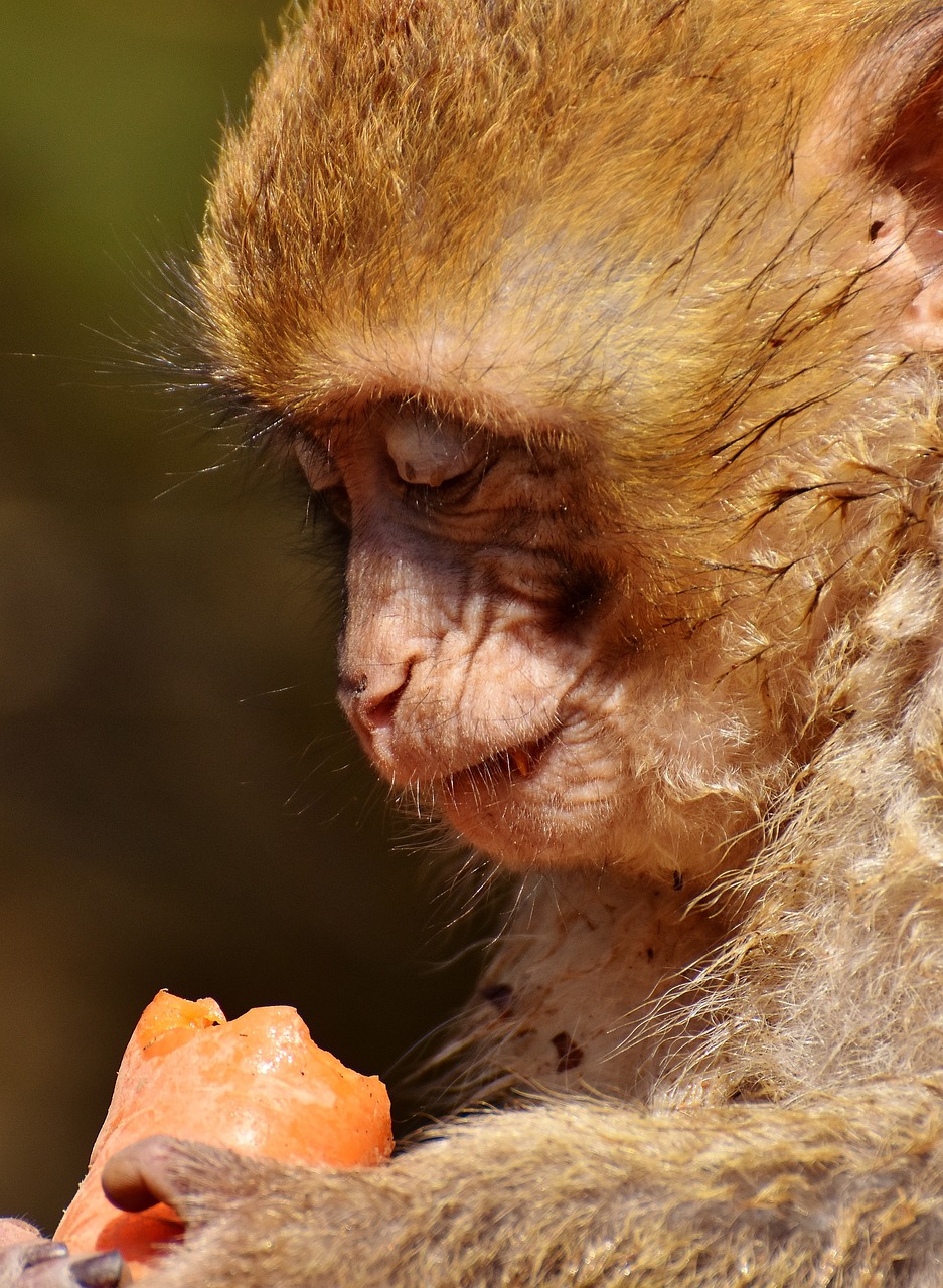 Barbary Ape, Valgyti, Morkos, Mielas, Nykstančios Rūšys, Beždžionių Kalnų Salemas, Gyvūnas, Laukinis Gyvūnas, Zoologijos Sodas, Nemokamos Nuotraukos