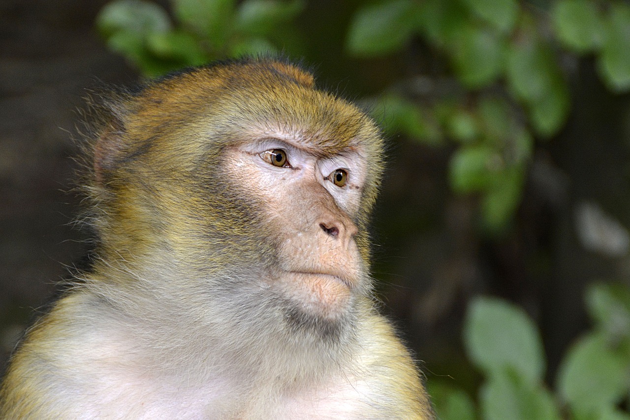 Barbary Ape, Beždžionė, Gyvūnas, Žinduoliai, Gamta, Žinduolis, Gyvūnų Pasaulis, Sąmoningas, Portretas, Uždaryti