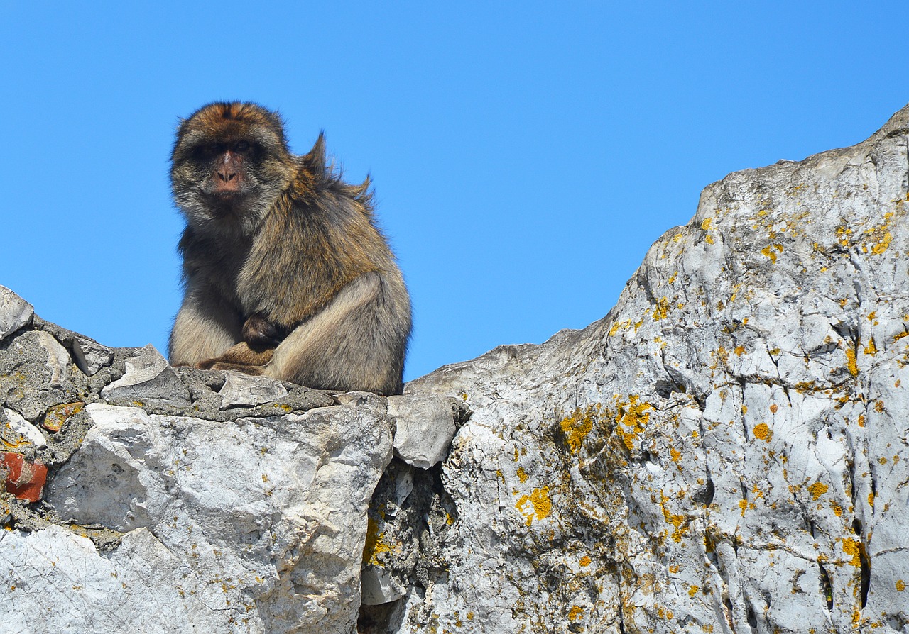 Barbary Beždžionės,  Beždžionė Roko,  Gibraltaras, Nemokamos Nuotraukos,  Nemokama Licenzija