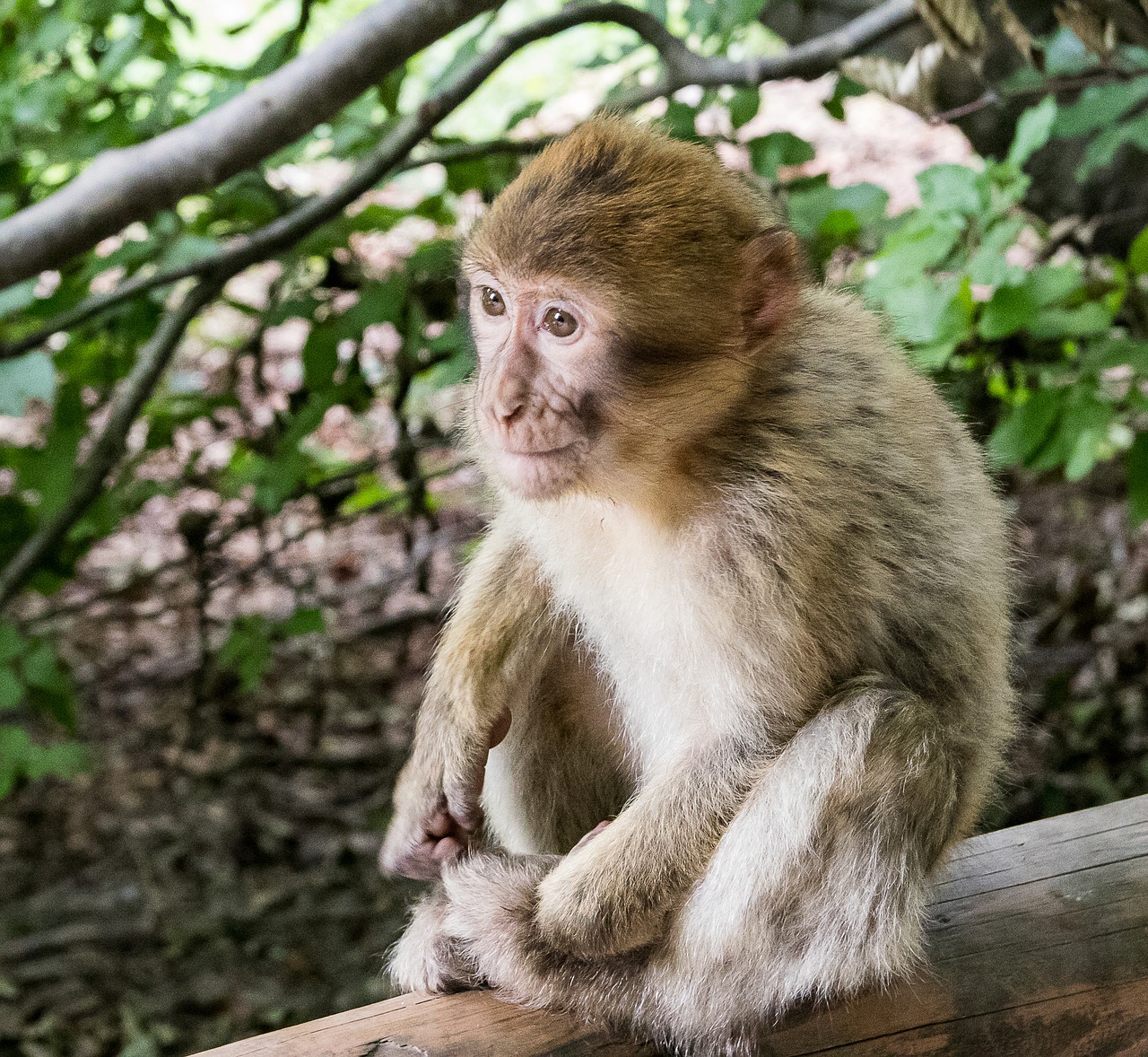 Barbary Beždžionės,  Beždžionė,  Laukinis Gyvūnas,  Gyvūnas,  Žinduolis,  Gyvūnijos Pasaulyje,  Primatų,  Miškas,  Monkey Mountain Salem, Nemokamos Nuotraukos