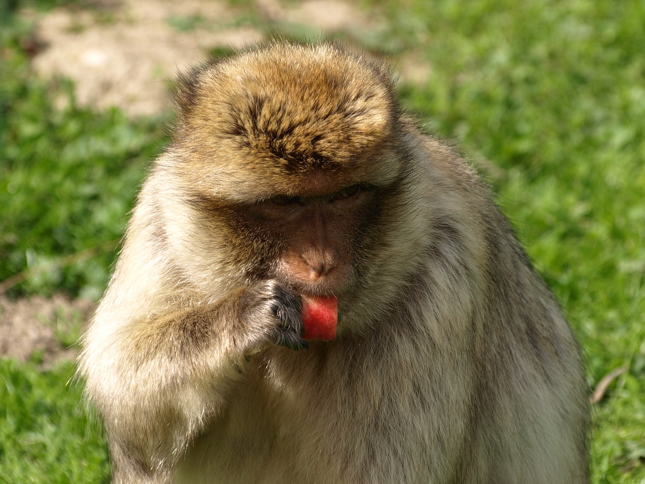 Barbary Ape, Beždžionė, Gyvūnas, Valgyti, Nemokamos Nuotraukos,  Nemokama Licenzija