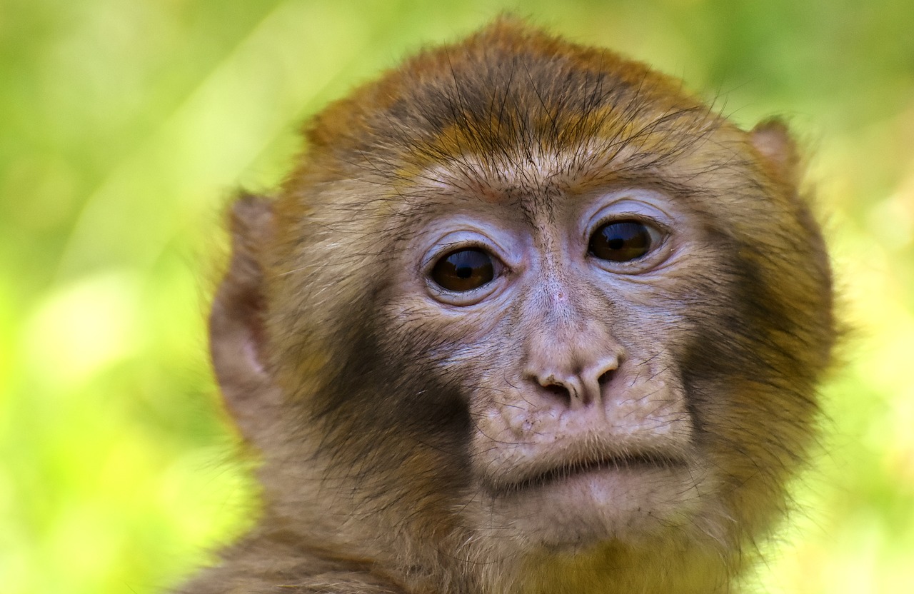 Barbary Beždžionės,  Nykstančios Rūšys,  Monkey Mountain Salem,  Gyvūnas,  Laukinis Gyvūnas,  Zoologijos Sodas, Nemokamos Nuotraukos,  Nemokama Licenzija