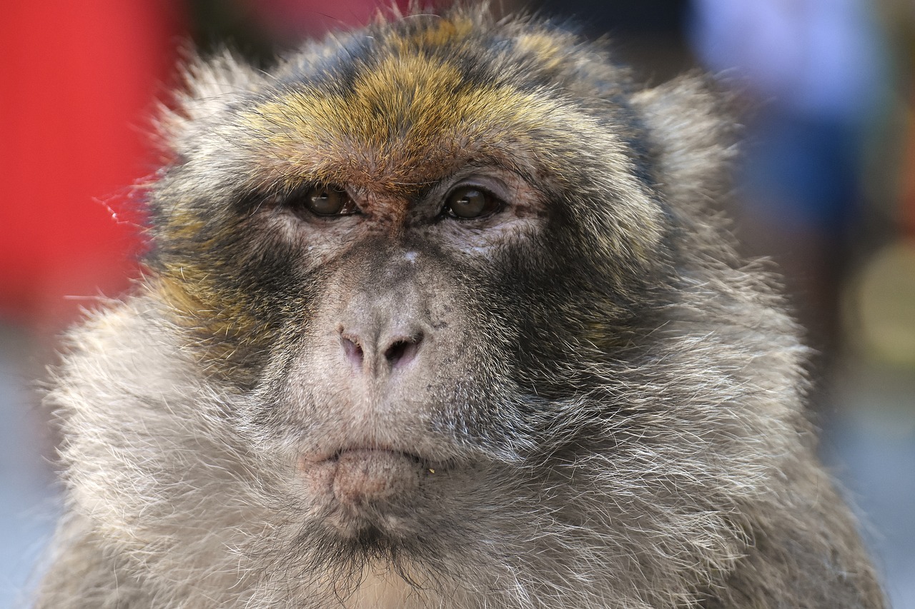 Barbary Beždžionės,  Nykstančios Rūšys,  Monkey Mountain Salem,  Gyvūnas,  Laukinis Gyvūnas,  Zoologijos Sodas, Nemokamos Nuotraukos,  Nemokama Licenzija