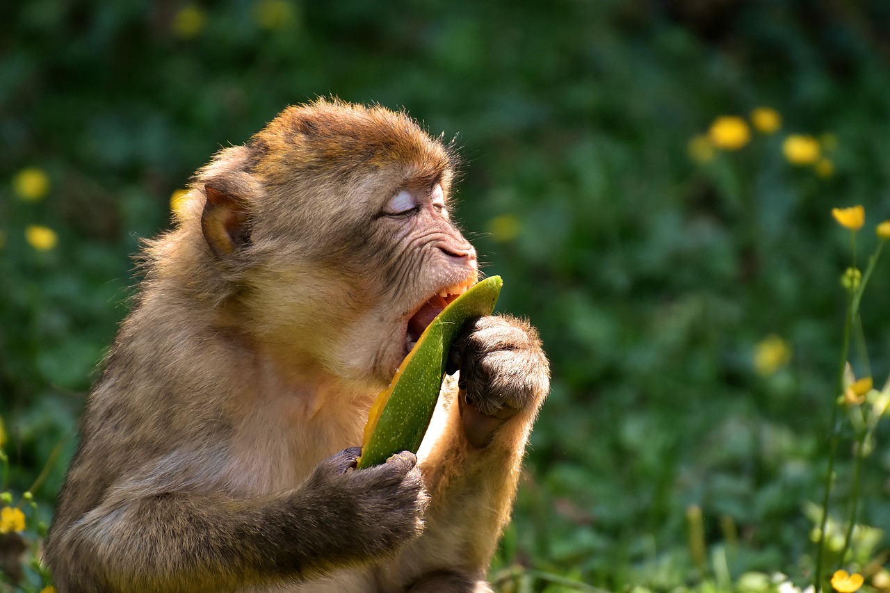 Barbary Beždžionės,  Nykstančios Rūšys,  Monkey Mountain Salem,  Gyvūnas,  Laukinis Gyvūnas,  Zoologijos Sodas, Nemokamos Nuotraukos,  Nemokama Licenzija