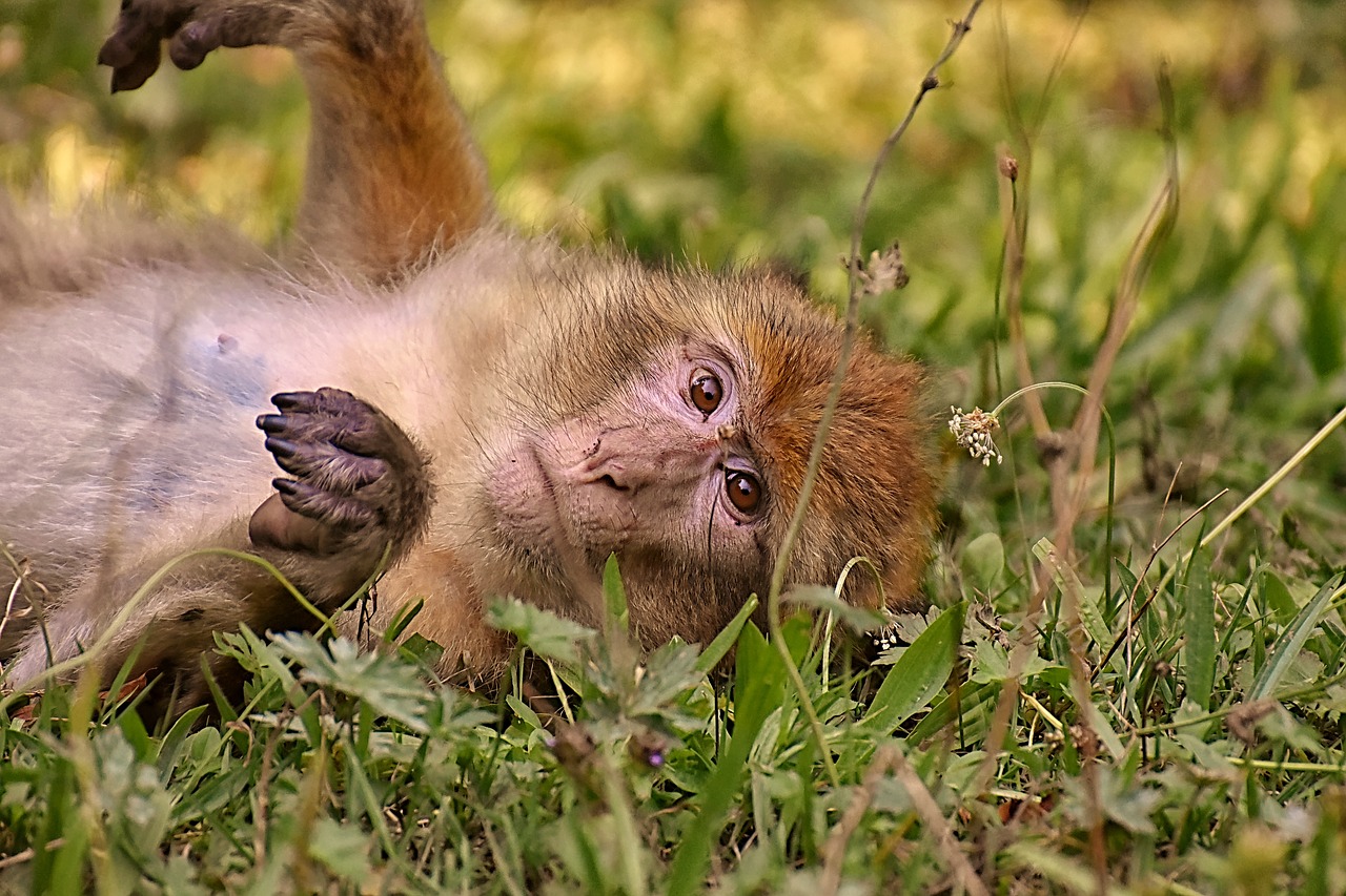 Barbary Beždžionės,  Nykstančios Rūšys,  Monkey Mountain Salem,  Gyvūnas,  Laukinis Gyvūnas,  Zoologijos Sodas, Nemokamos Nuotraukos,  Nemokama Licenzija