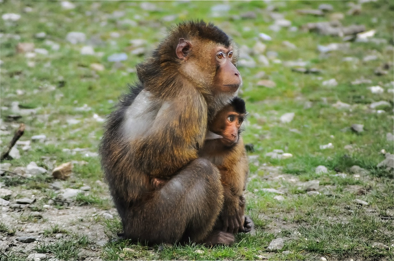 Barbary Ape, Ape, Barbary Macaque, Macaca Sylvanus, Magot, Beždžionė, Motina, Kūdikis, Vaikas, Apsauga