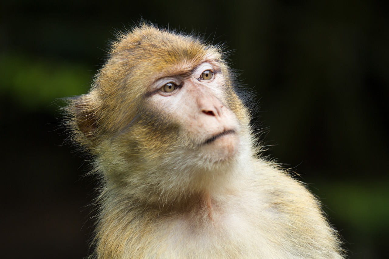 Barbary Ape, Beždžionė, Gyvūnas, Atrodo, Įdomu, Salem, Beždžionių Kalnas, Nemokamos Nuotraukos,  Nemokama Licenzija