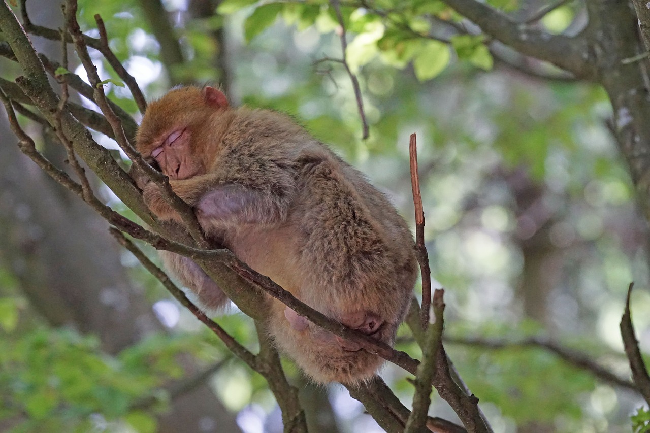 Barbary Ape, Nap, Salem, Beždžionių Kalnas, Nemokamos Nuotraukos,  Nemokama Licenzija