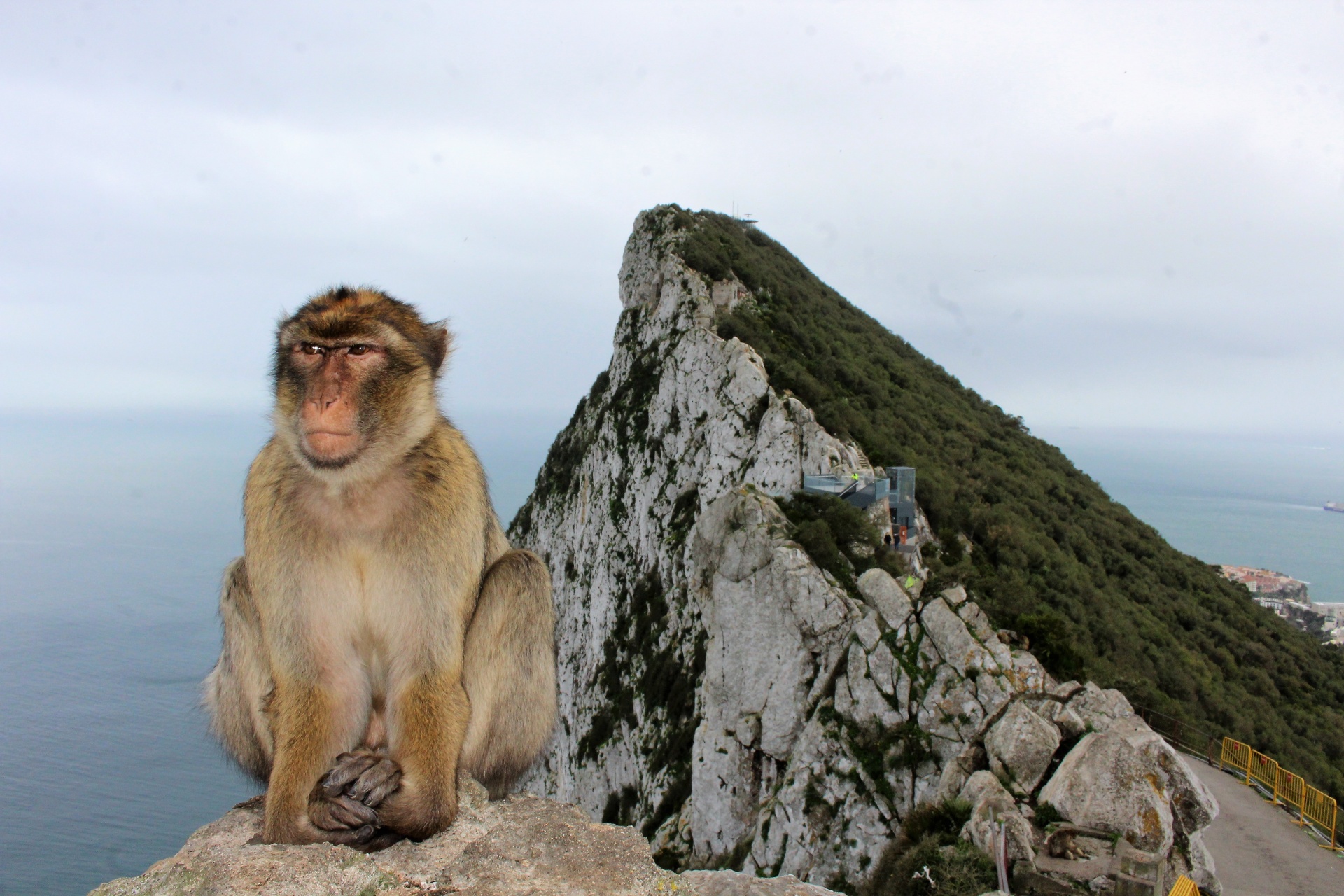 Gibraltaras,  Uk,  Ispanija,  Andalūzija,  Šventė,  Costa,  Del,  Sol,  Ape,  Beždžionė