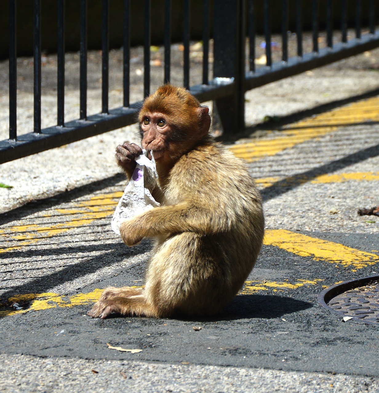 Barbary Ape Beždžionė Roko Gibraltaro,  Mielas, Nemokamos Nuotraukos,  Nemokama Licenzija