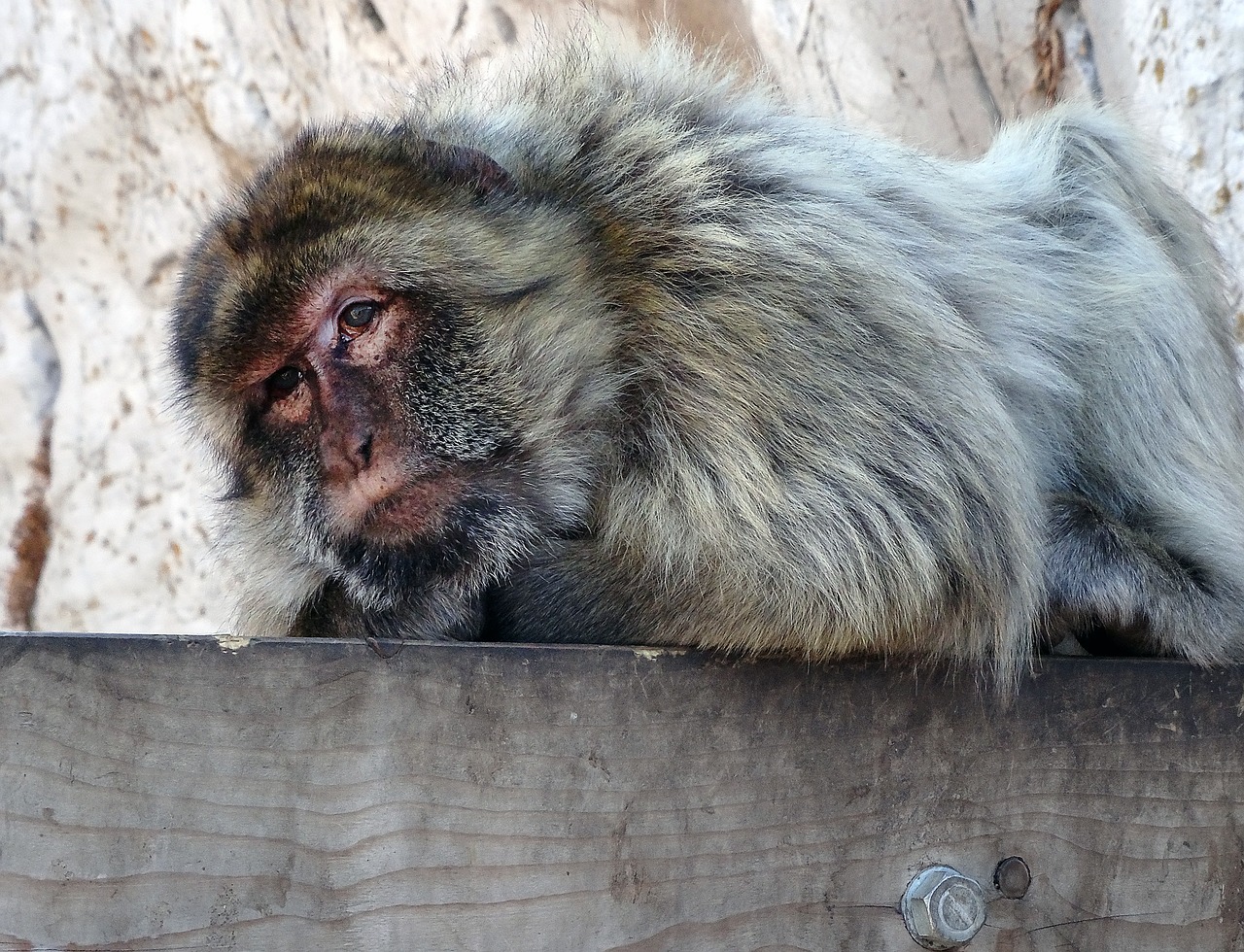 Barbary Macaque, Gibraltaras, Gyvūnas, Viduržemio Jūros, Turizmas, Nemokamos Nuotraukos,  Nemokama Licenzija
