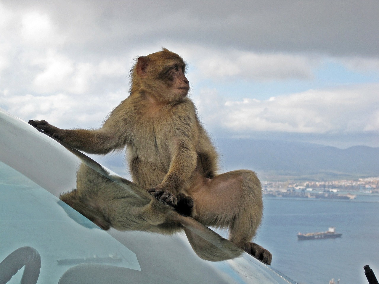 Barbary Macaque, Laukinė Gamta, Beždžionė, Gyvūnas, Automobilio Langas, Mielas, Lauke, Gibraltaro Uola, Įlanka, Uostas