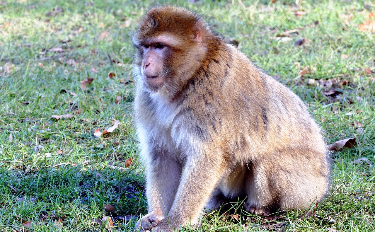 Barbary Macaque, Beždžionė, Barbary, Makakas, Laukinė Gamta, Primatas, Ape, Žinduolis, Gyvūnas, Gamta
