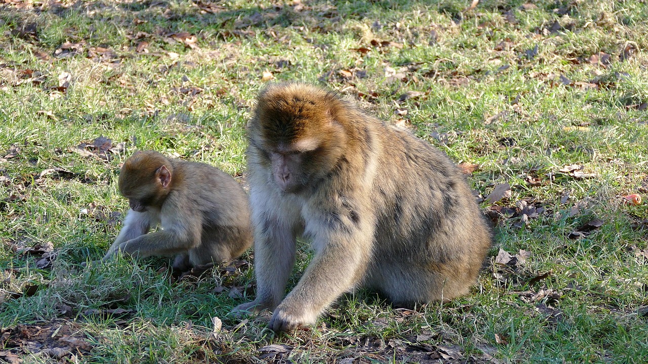 Barbary Macaque, Beždžionės, Barbary, Makakas, Laukinė Gamta, Primatas, Ape, Žinduolis, Gyvūnas, Gamta