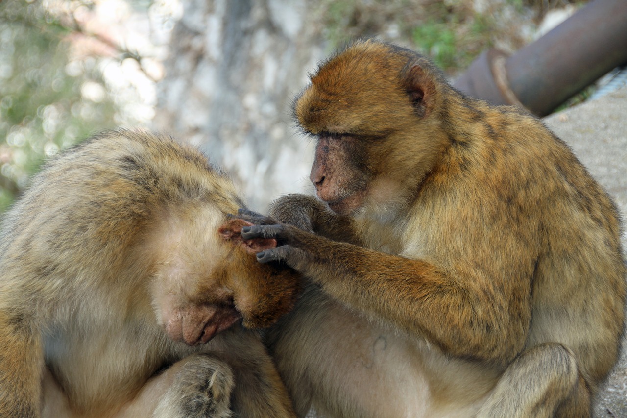 Barbary Macaque, Beždžionės, Gyvūnas, Laukinė Gamta, Gamta, Ape, Primatas, Gibraltaras, Lauke, Fauna