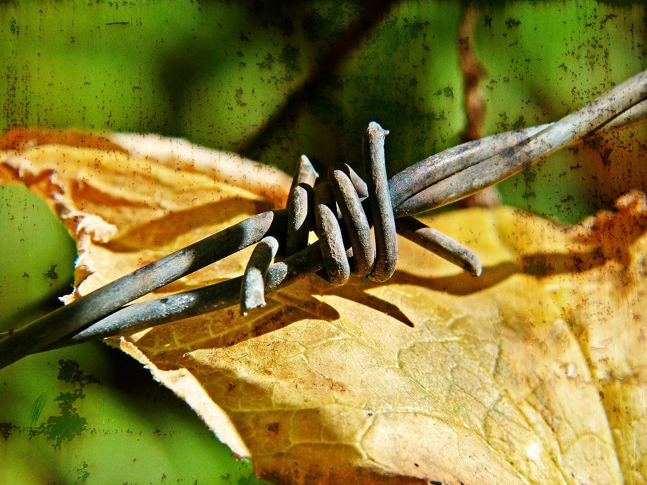 Spygliuota Viela, Barbs, Spygliuotas, Viela, Tvora, Apsauga, Aštrus, Plienas, Makro, Nemokamos Nuotraukos