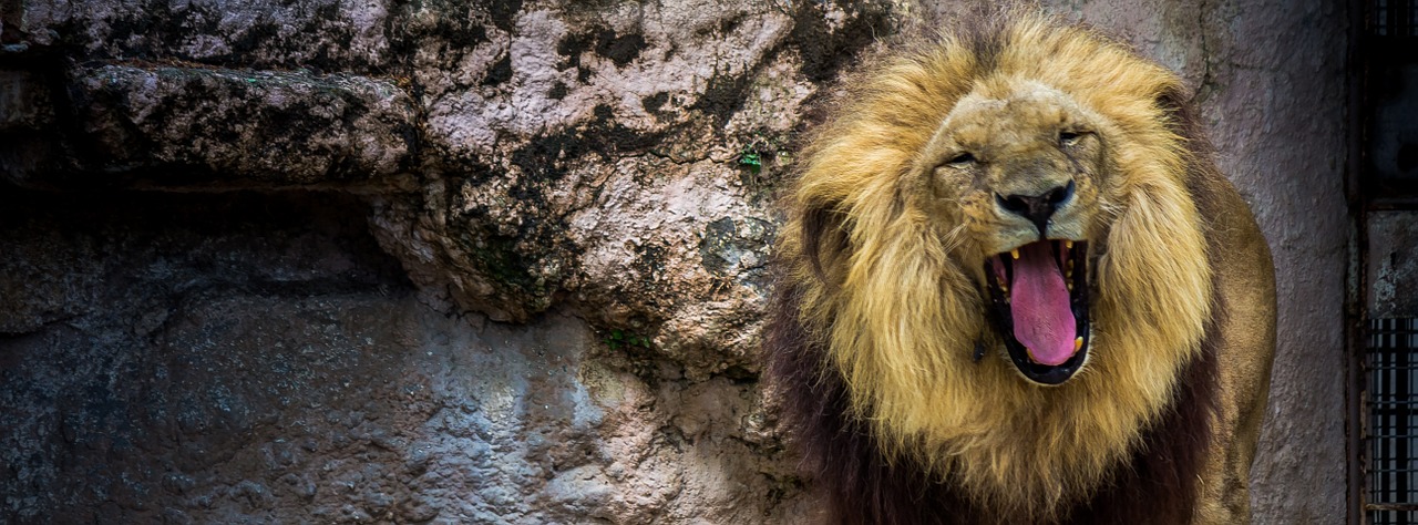 Barcelona, Zoologijos Sodas, Leonas, Nemokamos Nuotraukos,  Nemokama Licenzija