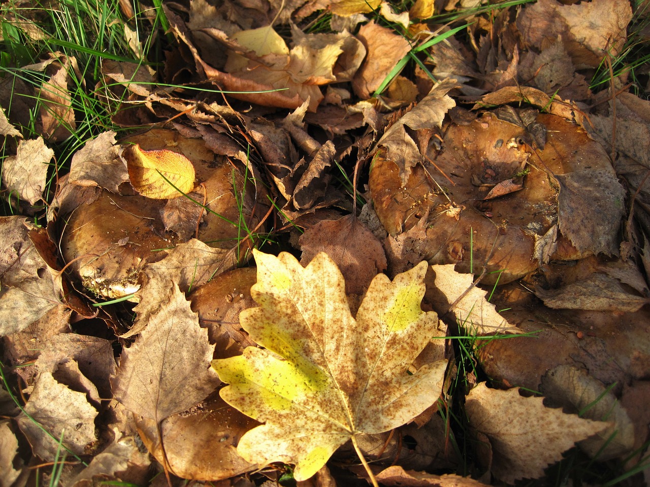 Bare Kremplinge, Kritimo Lapija, Paslėpta, Ruda Geltona, Lapai, Lapai Ir Grybai, Paxillus Involutus, Grybų Gentis, Eglės, Grybai