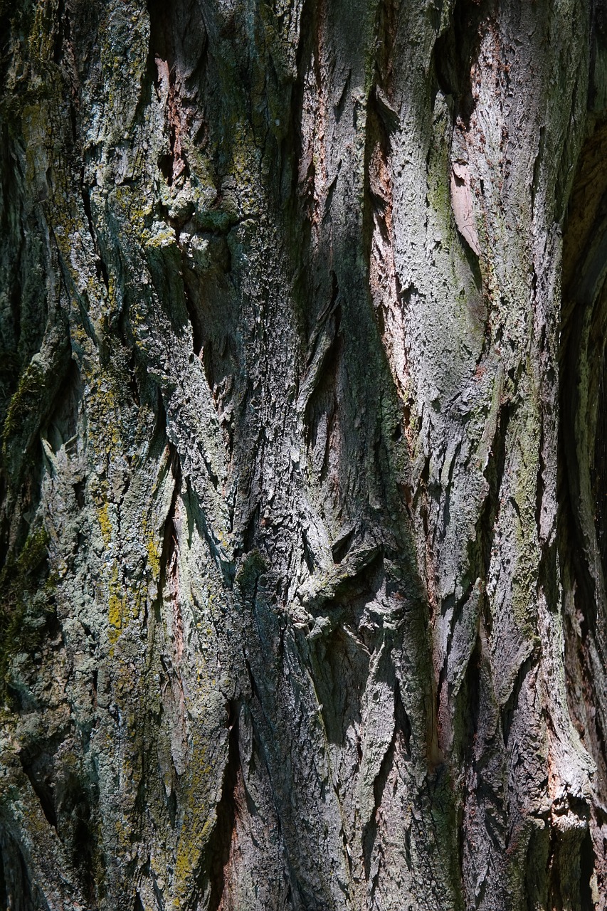 Žievė, Žurnalas, Robinia, Bendras Klevas, Robinia Pseudoacacia, Klaidinga Akacija, Bendras Štendornas, Sidabrinis Lietus, Vasaros Žalia Lapuočių Medis, Lapuočių Medis