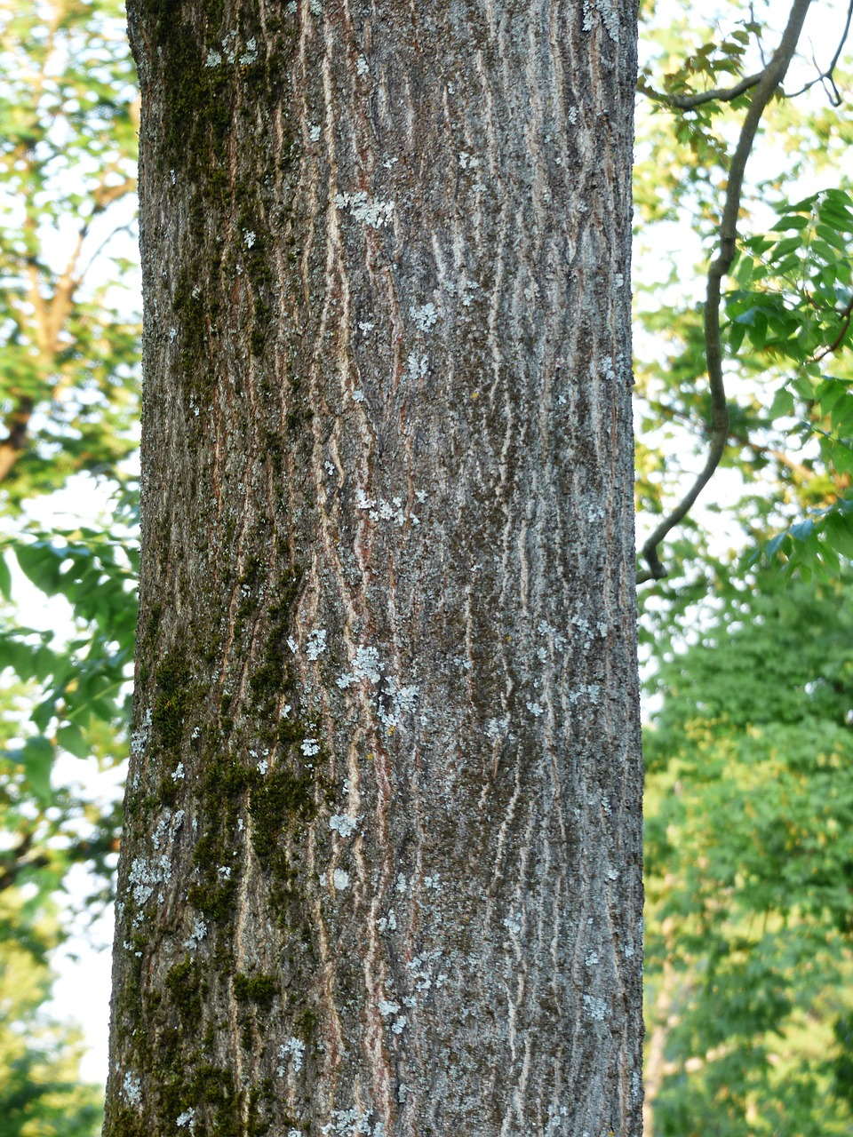 Žievė, Gentis, Žurnalas, Ailanthus Altissima, Lapuočių Medis, Ailanthus, Kartaus Pelenų Šiltnamio, Simarubaceae, Nemokamos Nuotraukos,  Nemokama Licenzija