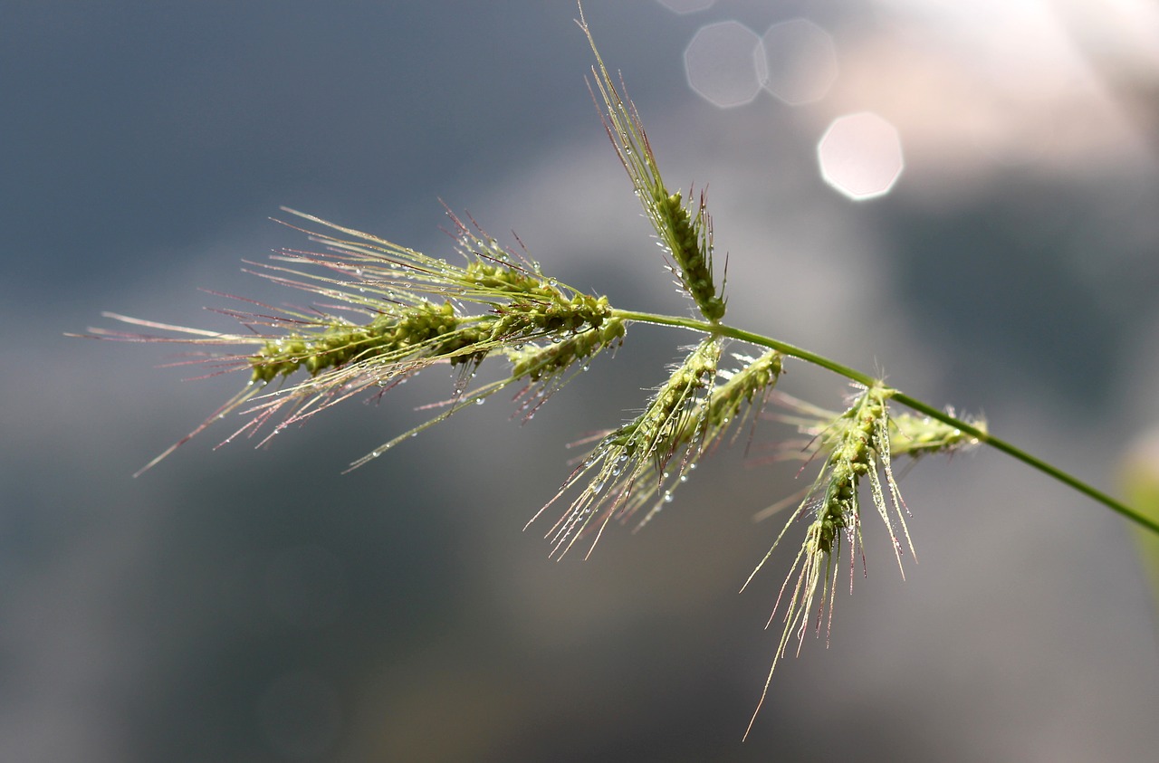 Miežiai, Augalas, Žalias, Bokeh, Lašai, Vanduo, Gamta, Rasa, Nemokamos Nuotraukos,  Nemokama Licenzija