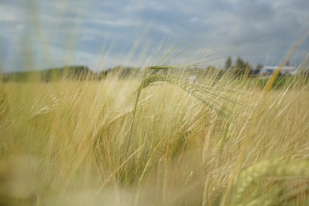 Miežiai,  Laukas,  Žemdirbystė,  Grūdų,  Pobūdį,  Žalias, Nemokamos Nuotraukos,  Nemokama Licenzija