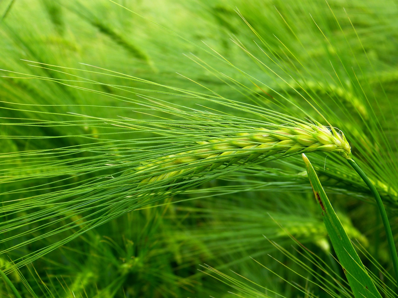 Miežiai, Grūdai, Hordeum Vulgare, Ausis, Grūdai, Miežių Laukas, Žemdirbystė, Kukurūzų Laukas, Gamta, Maistas