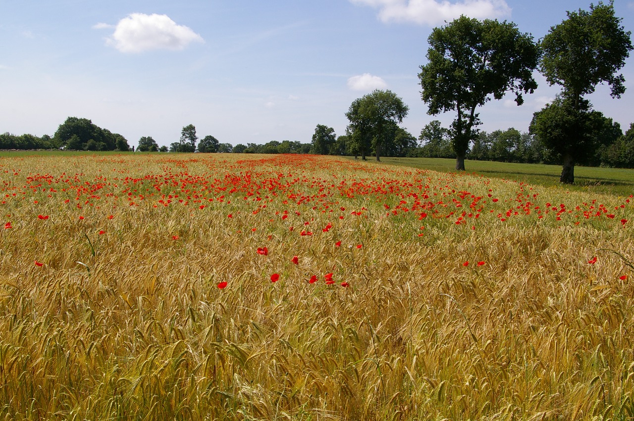 Miežiai,  Laukai,  Gamta,  Laukas,  Kraštovaizdis,  Prairie,  Žolė,  Žalias,  Fleurs Des Champs,  Žemdirbystė