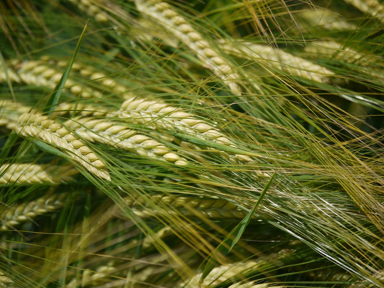 Miežių Laukas, Spiglys, Begalinis, Grūdai, Laukas, Žemdirbystė, Miežiai, Gamta, Žalias, Maistas