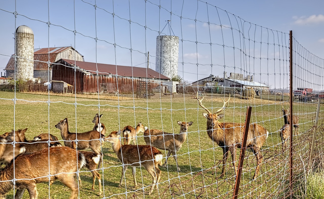 Tvartas, Kaimiškas, Barniai, Šiaurės Elniai, Tvora, Elnias, Ohio, Skaitmeninis Menas, Kaimas, Vaizdingas