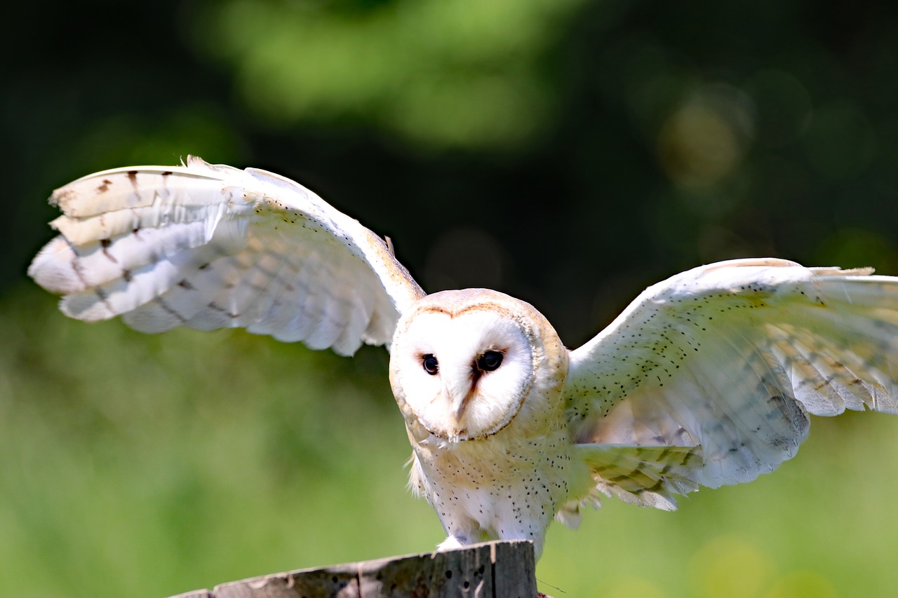 Kiauras Pelėdos, Pelėdos, Paukštis, Tvartas, Gyvūnas, Laukinė Gamta, Gamta, Laukiniai, Plėšrūnas, Raptoras