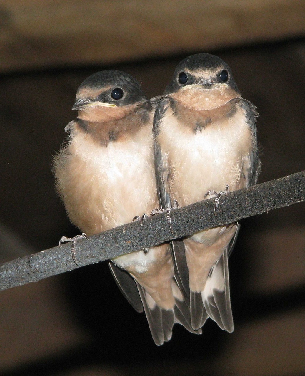 Gardykla Nuryti, Nuryti, Nepilnamečiai, Hirundo Rustica, Ontarijas, Kanada, Nemokamos Nuotraukos,  Nemokama Licenzija